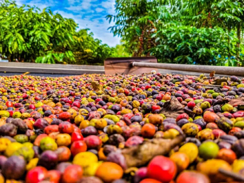 Produção de café apresenta recuperação de 2,7% em 2025, estimada em 55,7 milhões de sacas