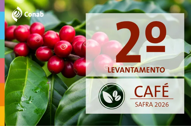 Produção de café é estimada em 66,7 milhões de sacas na safra 2026, alta de 18%