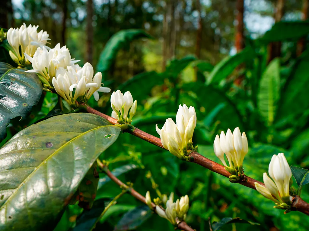Produtor de café aguarda mais chuvas para bom desenvolvimento da safra