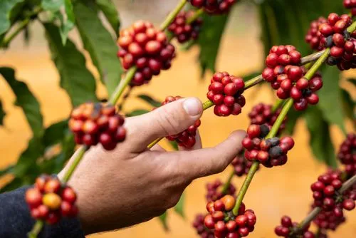Após Natal, preços do café arábica trabalham em campo misto em NY nesta 6ª (26)