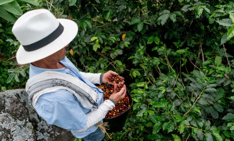 Produção de café na Colômbia deve cair até 1,5 milhão de sacas em 2025/26