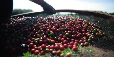 Clima e safra brasileira pressionam os preços do café, que seguiam em lados opostos na manhã desta 5ª feira (12)