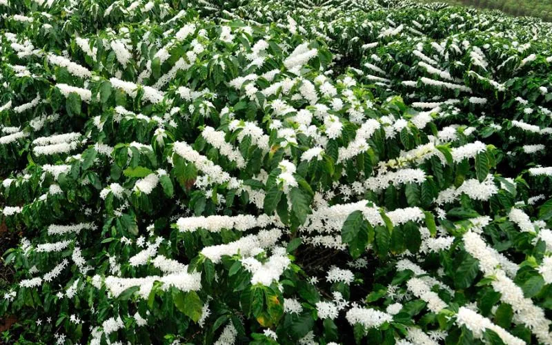 Chuvas animam produtores de café, que aguardam a florada das lavouras