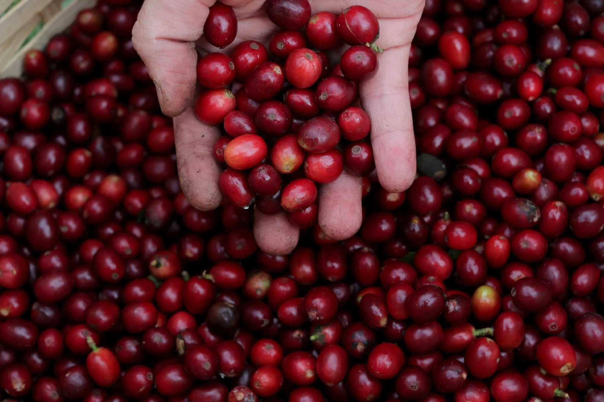 Preços do café arábica avançavam em mais de 1% na manhã desta 2ª feira (25), impulsionados pelo baixo rendimento da safra/25