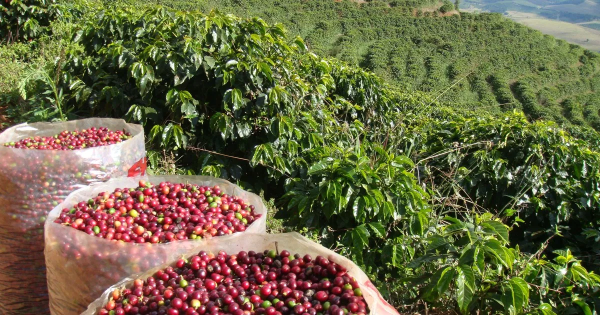 Café/Cepea: Preços altos favorecem poder de compra do produtor frente a fertilizantes