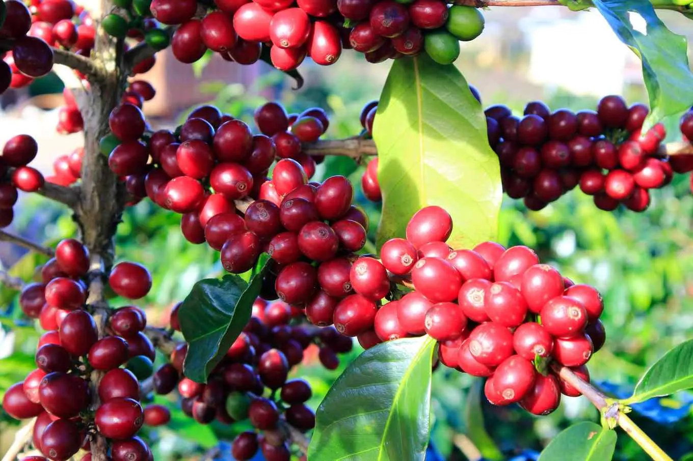 Café inicia a semana com desempenho misto nas bolsas