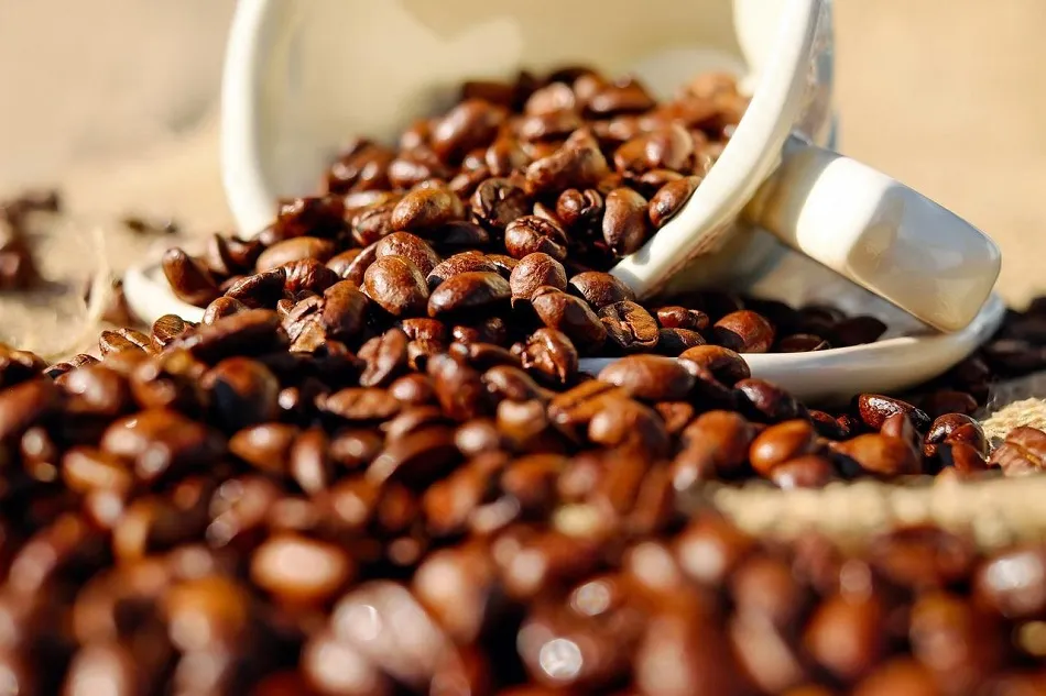 Café/Cepea: Indicadores caem mais de 20% em junho