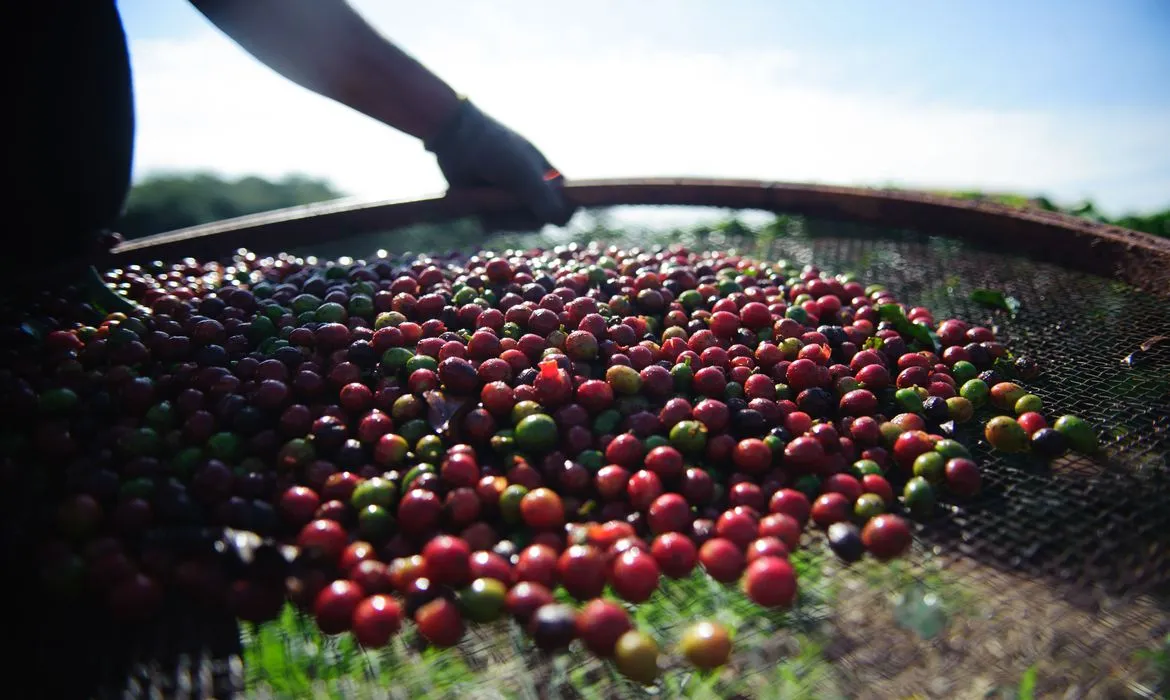 Colheita de café 25/26 do Brasil alcança 69%, diz Safras