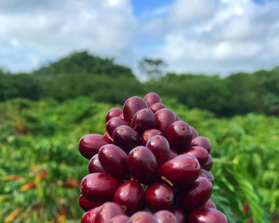 Preços do café estão voláteis, e trabalhavam em campo misto nas bolsas internacionais na manhã desta 5ª feira (18)