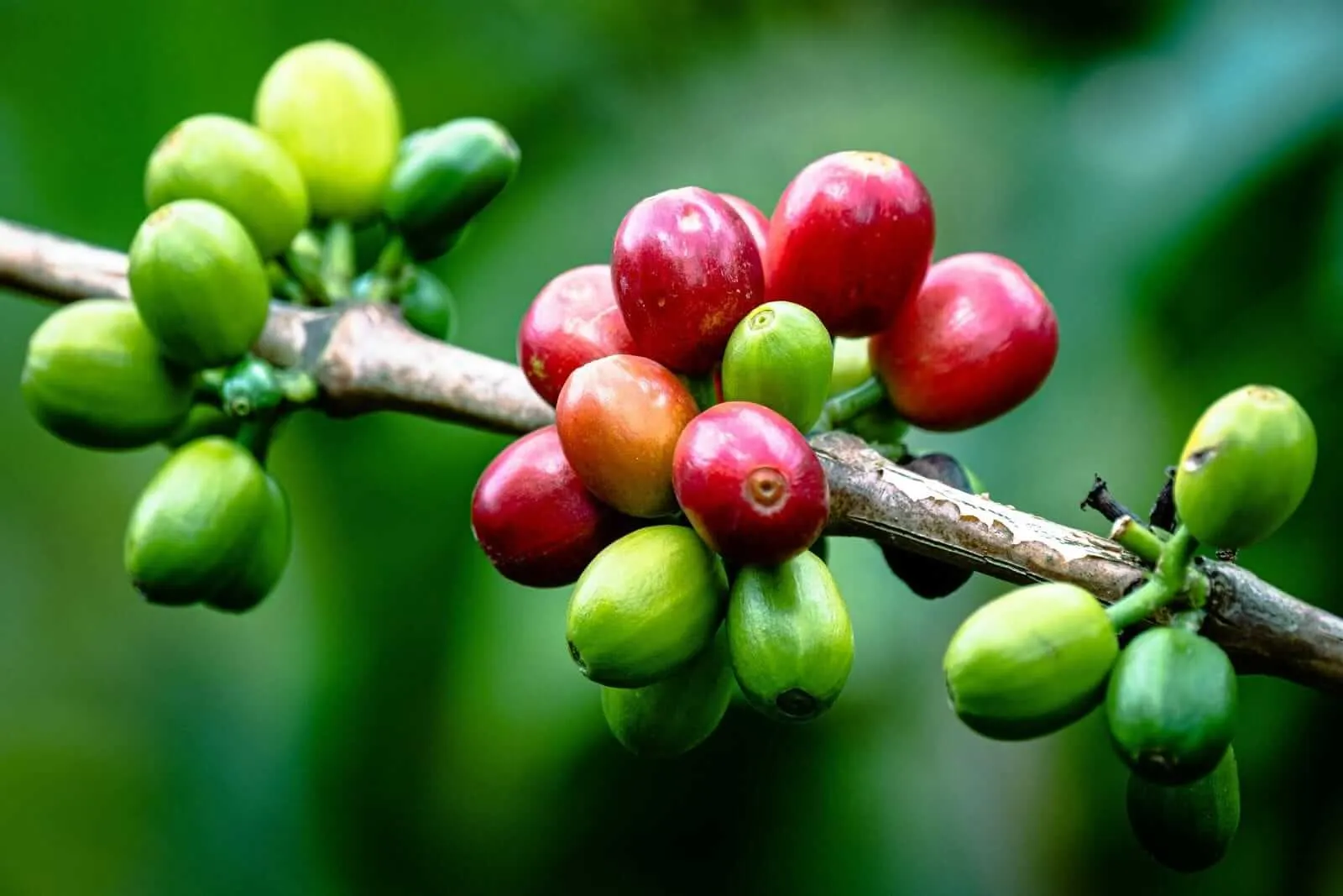 Café tem nova sessão de baixas nesta 2ª e arábica testa patamares abaixo dos US$ 3,40 em NY