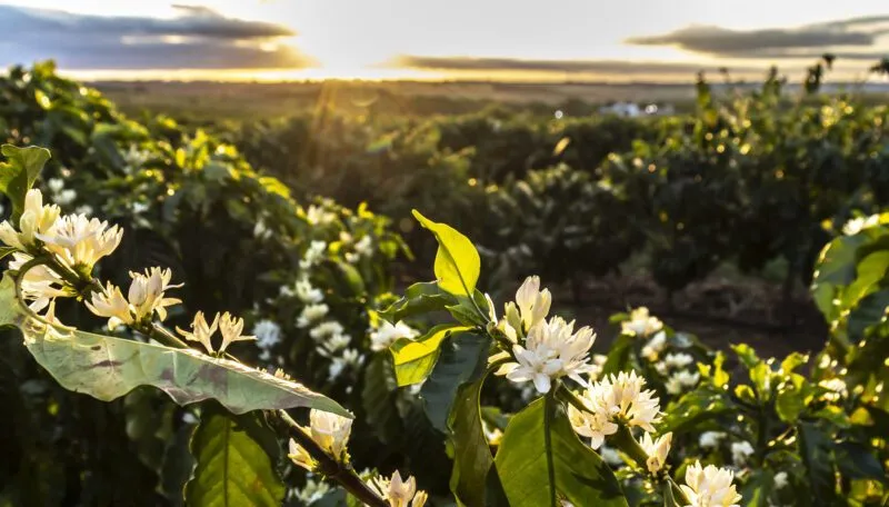 Clima no Brasil faz preço do café subir de novo em setembro