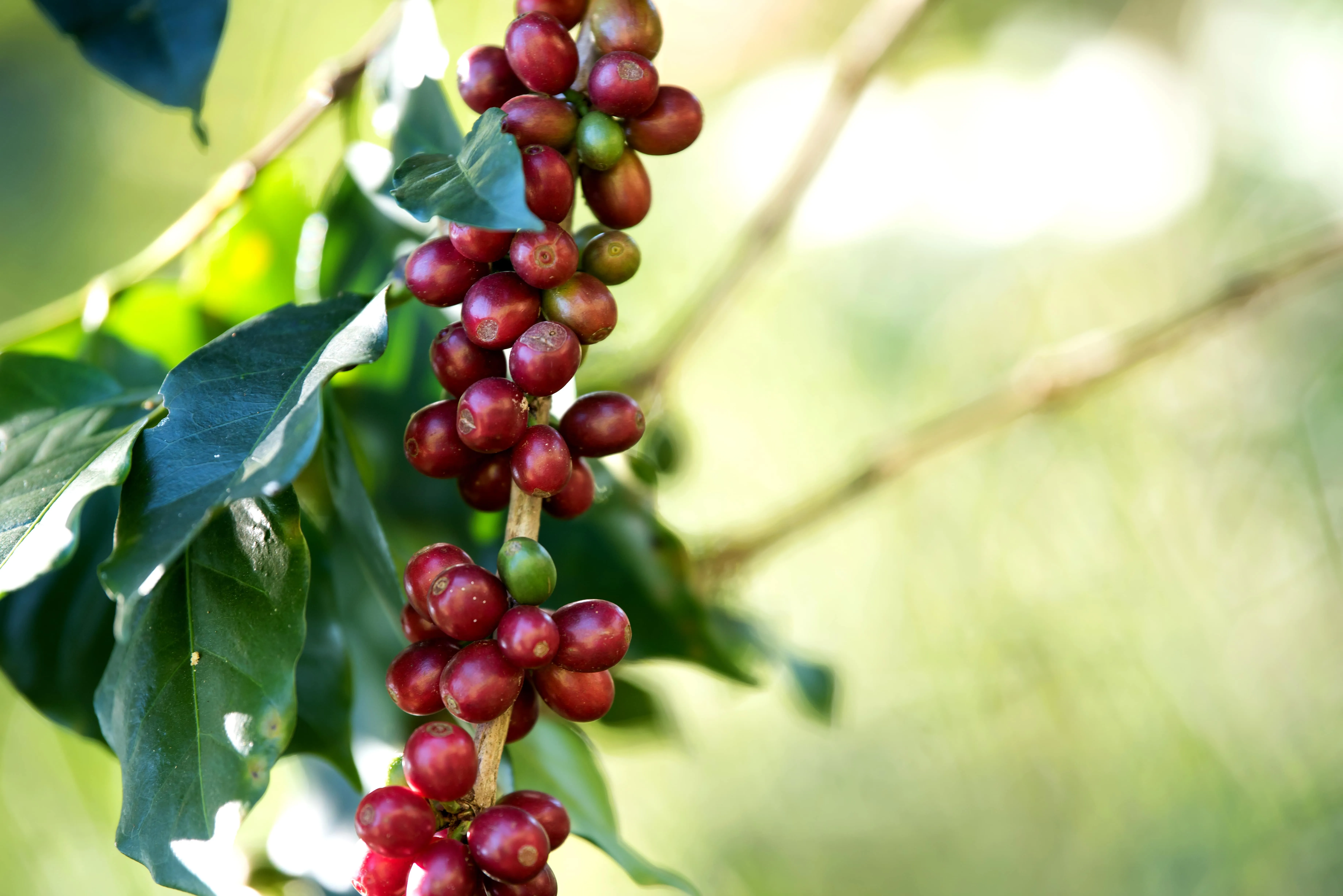 Chuvas abaixo do esperado pressionam os preços do café que encerram sessão desta 2ª feira (19) com ganhos de mais de 2%