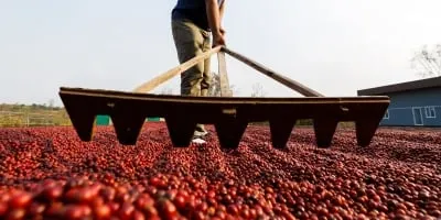 Clima traz instabilidade sobre os preços do café arábica, que encerram esta 3ª feira (27) com ganhos em NY