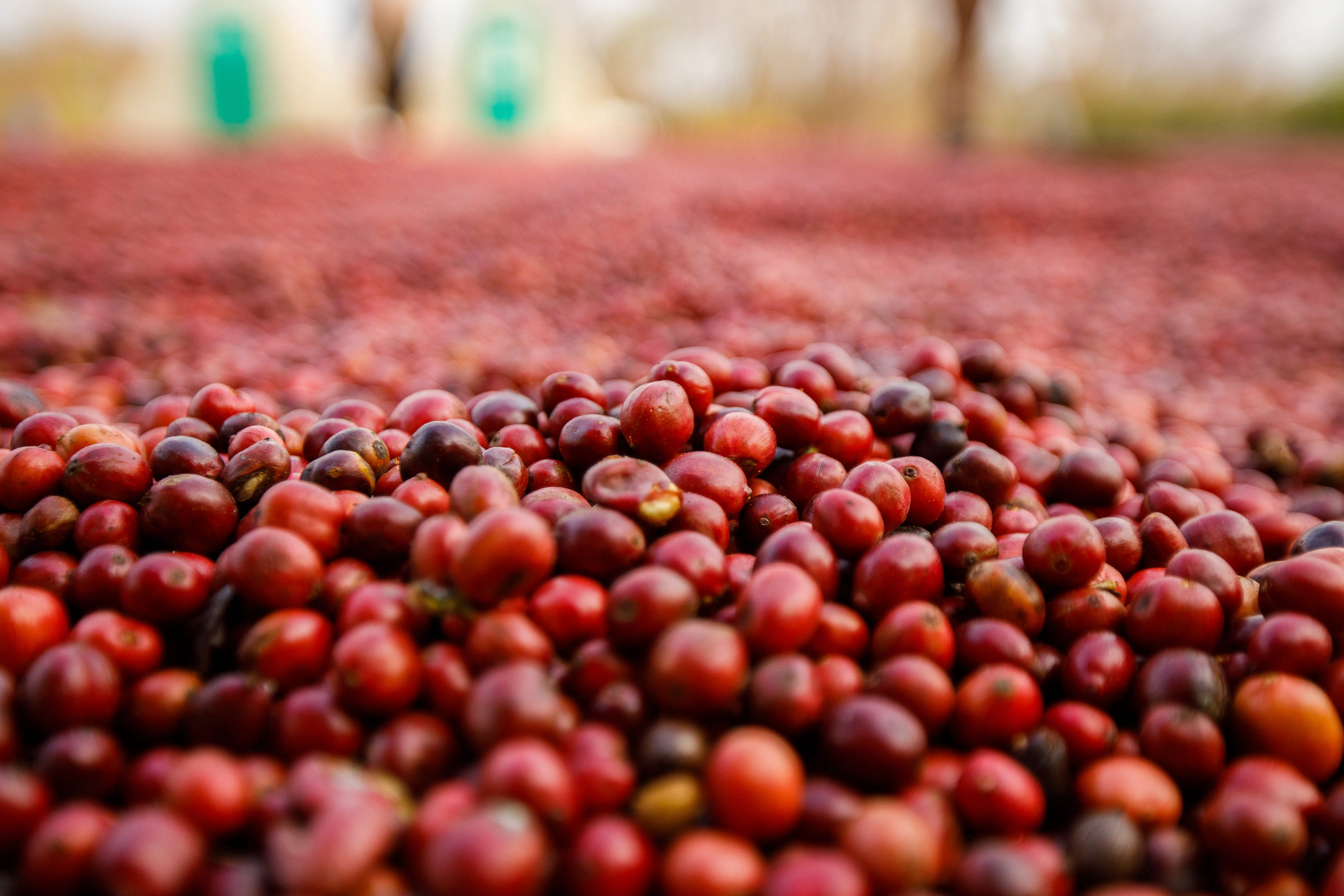 Com aumento da oferta e dúvidas sobre a demanda, preços do café fecham com fortes quedas nesta 4ª feira em NY
