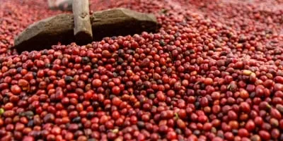 Café: Peso do real frente ao dólar consolida ganhos nas bolsas internacionais no fechamento da sessão desta 2ª feira (09)
