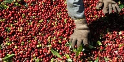 Café: Colheita avança no Brasil e derruba preços nas bolsas internacionais na manhã desta 3ª feira (27)