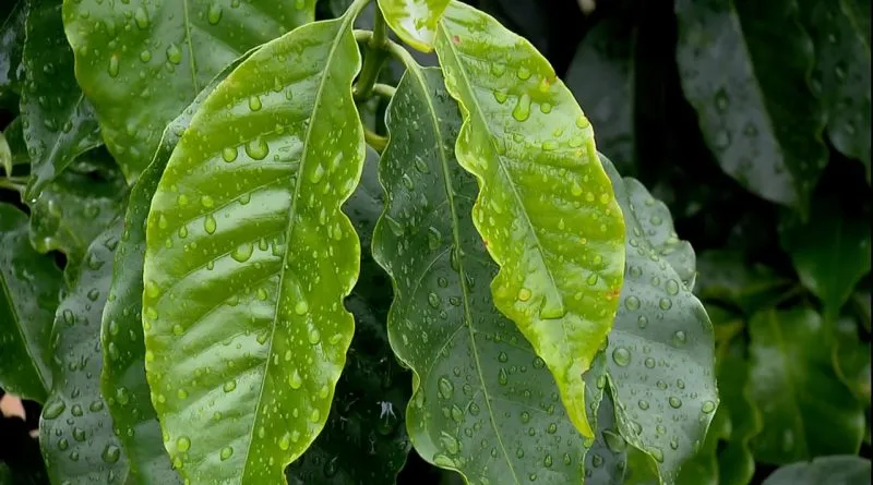 Café/Cepea: Produtor aguarda mais chuvas para bom desenvolvimento da safra