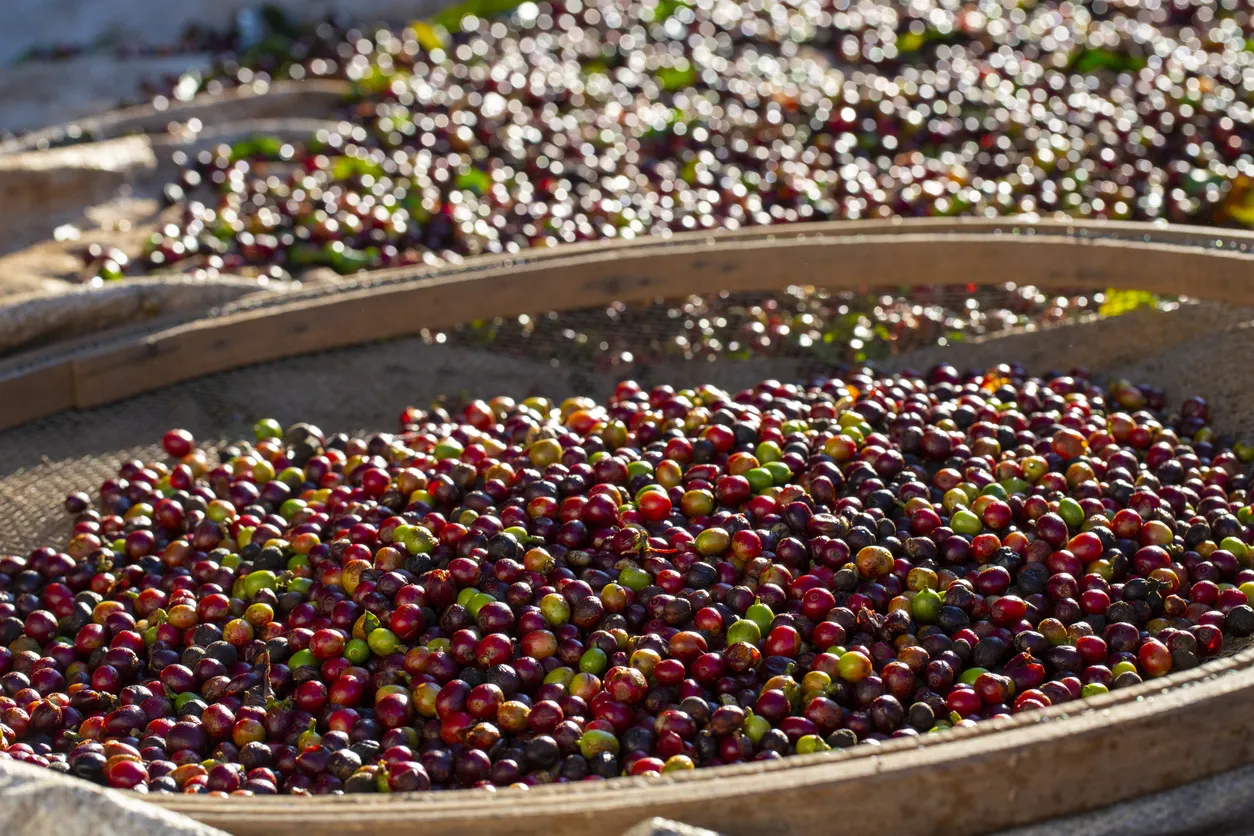 Estimativa do Valor Bruto de Produção dos Cafés do Brasil para o ano-cafeeiro 2025 atinge R$ 114,86 bilhões