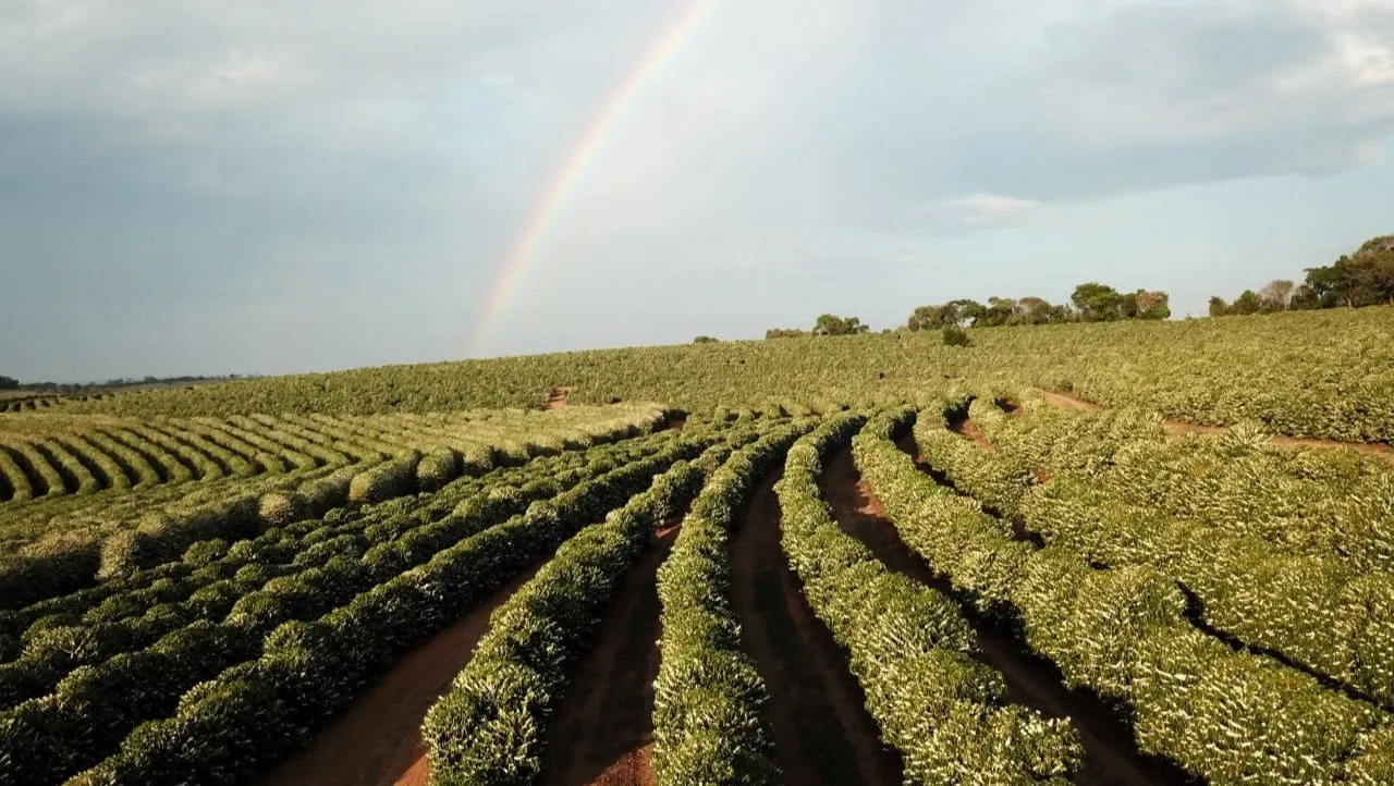 Chuvas ficam abaixo da média em áreas de cafezais em MG e SP