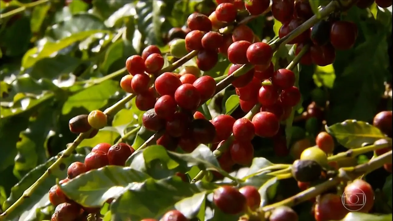 Café fecha 4ª feira em alta em NY e Londres; robusta tem máximas em uma semana