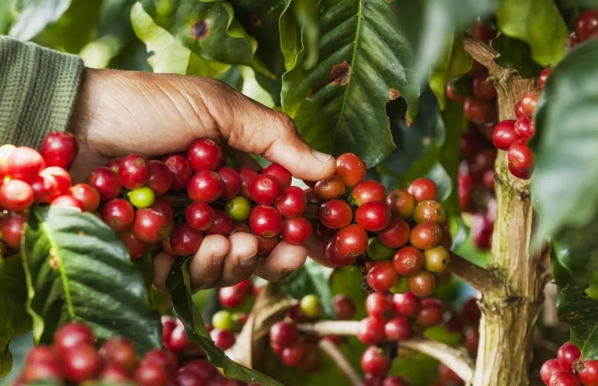 Café/Cepea: Colheita se aproxima do fim com rendimento abaixo das expectativas