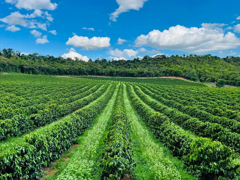 Falta de chuva no BR faz futuros do café arábica fecharem sessão desta 5ª feira (04) com ganhos de 2%