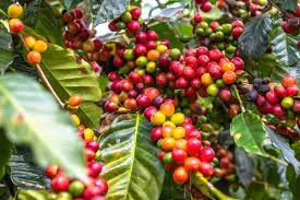 Preços do café robusta registram altas de mais de 4% no início da tarde desta 5ª feira (26)