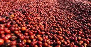 Preços do café recuam forte em fevereiro com perspectiva de safra global recorde em 2026