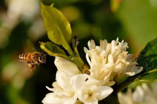 Abelha mandaguari aumenta em até 67% a produção de café arábica, aponta estudo