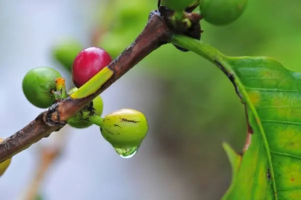 Chuvas causam antecipação de florada nos cafezais no Brasil, com possível impacto para 2027