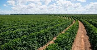 Com suporte no câmbio, preços do café fecham sessão desta 3ª