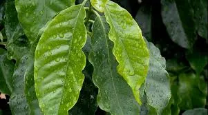 Previsão de chuvas no BR derruba novamente os preços do café no fechamento desta 6ª feira (30)