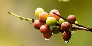 Café/Cepea: Clima favorece lavouras; cenário mais positivo pressiona cotação