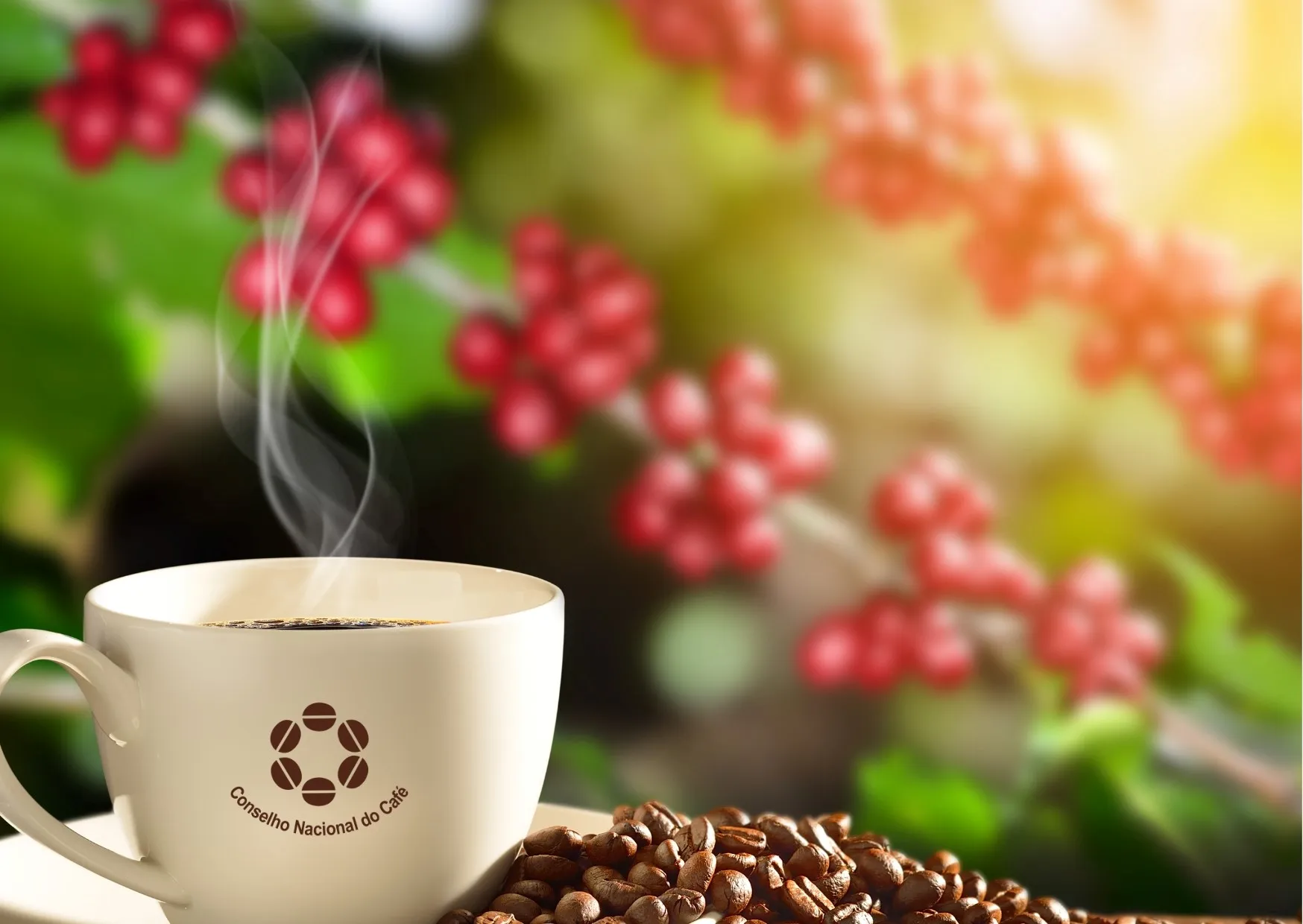 Café: números de 2025 confirmam previsões do Conselho Nacional do Café