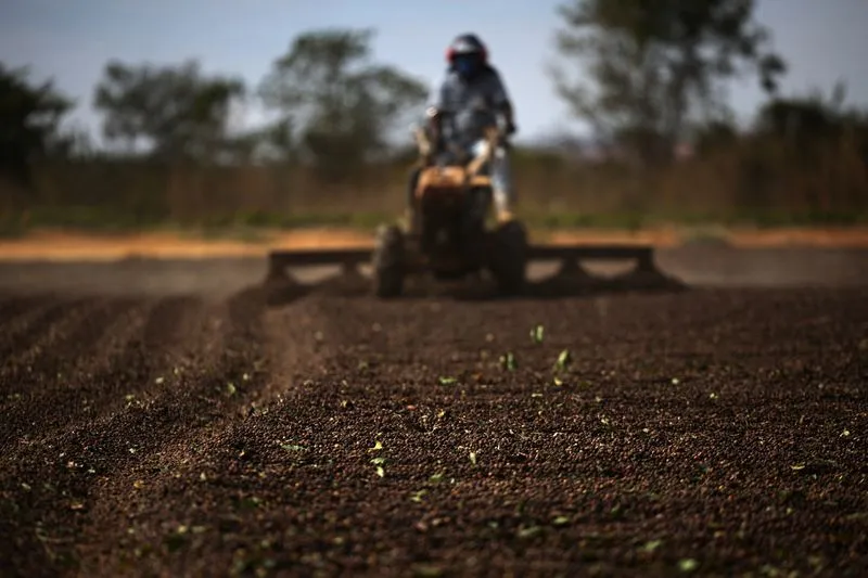 Exportadores de café não veem ruptura no fornecimento aos EUA, falam em negociações avançadas