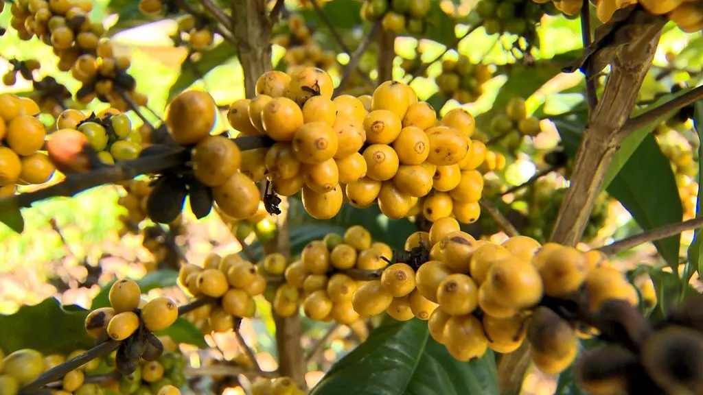 Café em números: Produção brasileira de Conilon deve crescer, enquanto arábica amarga novo ano de incerteza