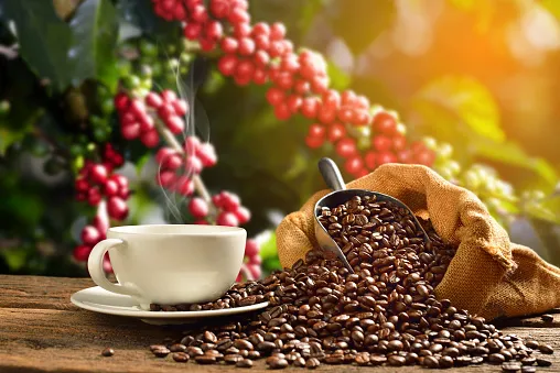Consumo global de café mostra resiliência a preços altos, dizem executivos globais