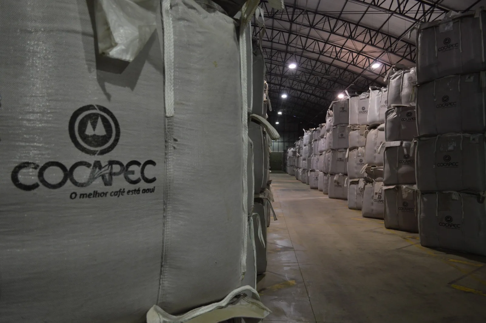 Colheita de café na área de atuação da Cocapec atinge 60%