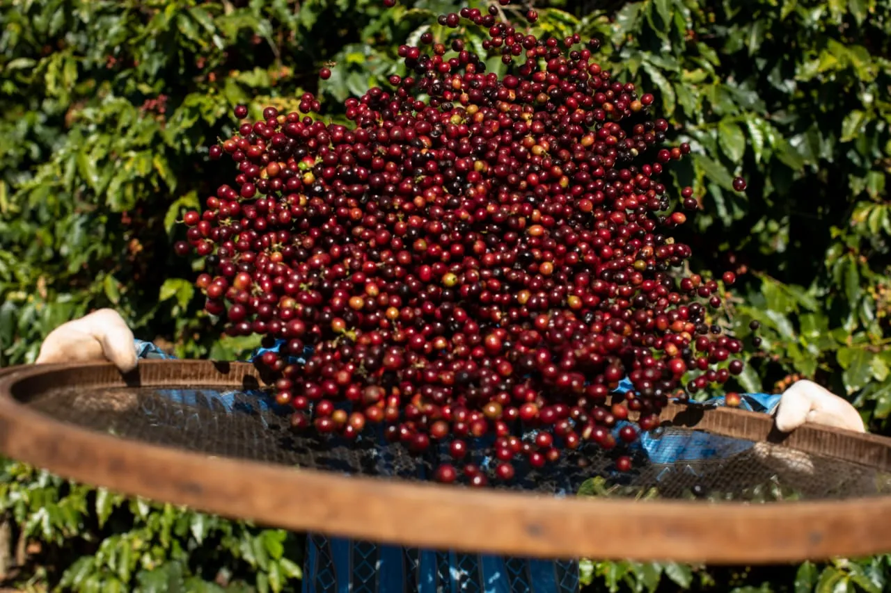 Vendas de café estão fracas no início de janeiro, mas preços sobem no Brasil