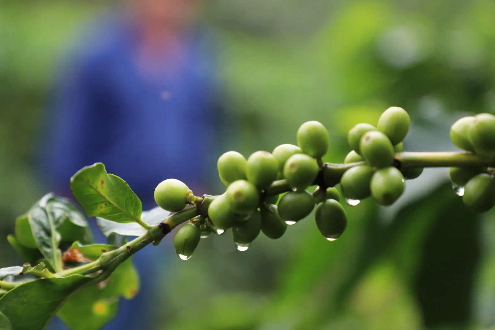 Chuvas durante a colheita impulsionam café