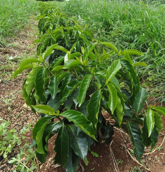 cultivar 1
