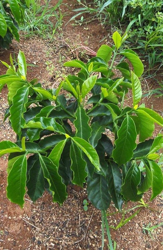 cultivar 2