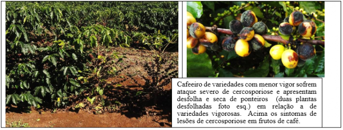 Procafé 2