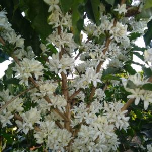 florada 2