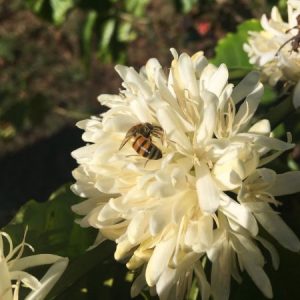florada