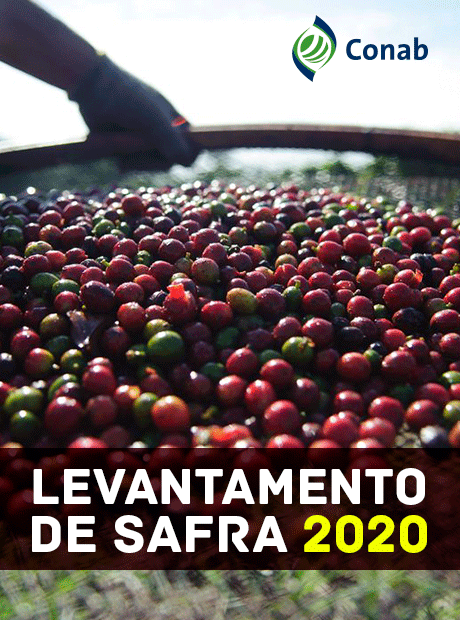 Conab: Bienalidade positiva impulsiona safra de café na maior parte do Brasil e aumenta produção