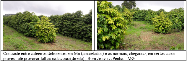 Procafé: Conheça o Manganês, nutriente pouco estudado na cafeicultura brasileira