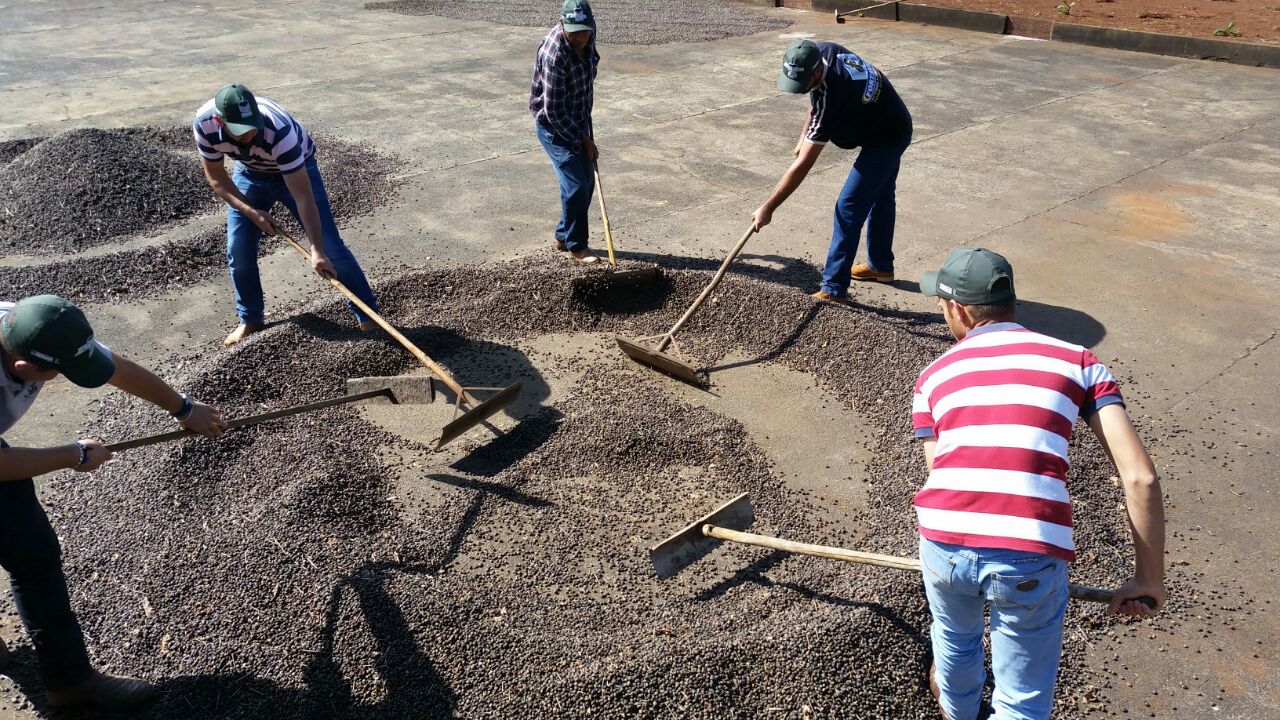 Dicas Safra 2019: Como obter qualidade em cafés naturais