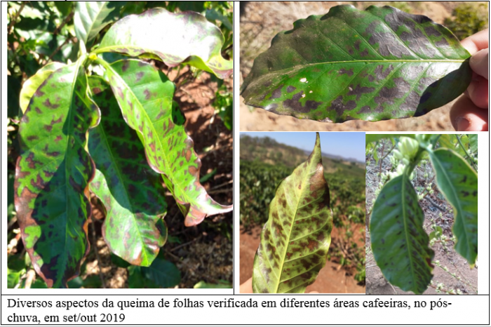 Procafé: Queima de folhas de cafeeiros, pós-chuvas, não é doença
