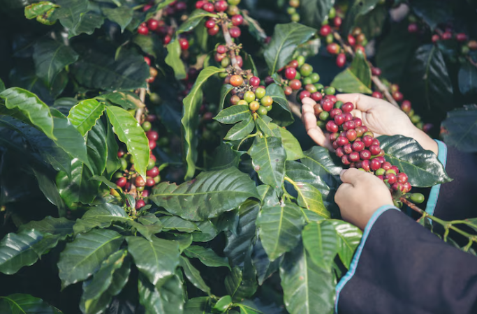 Café opera com altas próximas de 1% nesta 3ª feira nas bolsas de NY e Londres